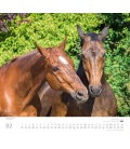 Wandkalender ...geliebte Pferde 2018