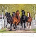 Nástěnný kalendář Koně / ...geliebte Pferde 2018