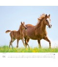 Wall calendar ...geliebte Pferde 2018