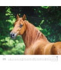 Wandkalender ...geliebte Pferde 2018
