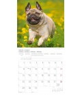 Nástěnný kalendář Mopslíci / Der Mops T&C 2018