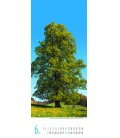 Nástěnný kalendář Stromy / Bäume 2018