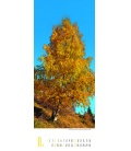 Nástěnný kalendář Stromy / Bäume 2018