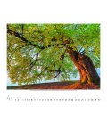 Nástěnný kalendář Magické stromy / Magische Bäume 2018