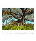 Nástěnný kalendář Magické stromy / Magische Bäume 2018