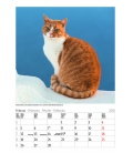 Wall calendar Gr. farbiger Katzenkalender 2018