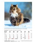Nástěnný kalendář Kočky / Gr. farbiger Katzenkalender 2018