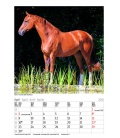 Nástěnný kalendář Koně / Gr. farbiger Pferdekalender 2018