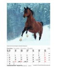 Wandkalender Gr. farbiger Pferdekalender 2018