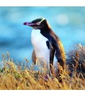 Wandkalender Pinguine (BK) 2018