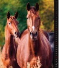 Wandkalender Horses Dreaming 2019