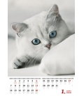 Nástěnný kalendář Kočičky/Mačičky 2019
