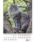 Wandkalender Kočičky/Mačičky 2019