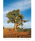 Wandkalender Trees/Bäume/Stromy 2019