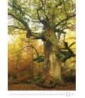 Nástěnný kalendář Trees/Bäume/Stromy 2019