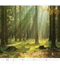 Nástěnný kalendář Forest/Wald/Les 2019
