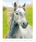 Nástěnný kalendář Horses/Pferde/Koně/Kone 2019