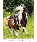 Nástěnný kalendář Horses/Pferde/Koně/Kone 2019