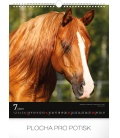 Wall calendar Horses 2019