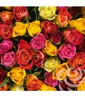 Wandkalender Roses scented 2019