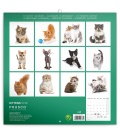Wandkalender Kittens 2019