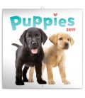 Wandkalender Puppies 2019