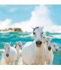 Wall calendar Horses and the Sea 2019