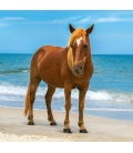 Wandkalender Horses and the Sea 2019