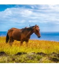 Wandkalender Horses and the Sea 2019