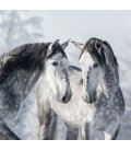 Wandkalender Horses 2019