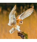 Wandkalender Owls 2019