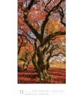 Nástěnný kalendář  Stromy / Bäume 2019