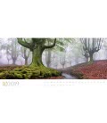 Nástěnný kalendář  Divoký les / Wilde Wälder 2019