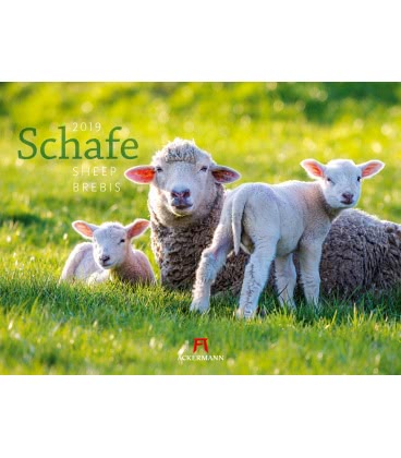 Nástěnný kalendář  Ovce / Schafe 2019
