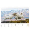 Wandkalender Schafe 2019
