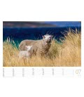 Nástěnný kalendář  Ovce / Schafe 2019