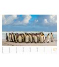 Nástěnný kalendář  Tučňáci / Pinguine 2019
