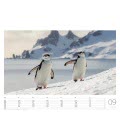 Wall calendar Pinguine 2019