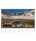 Wall calendar Pinguine 2019