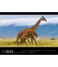 Nástěnný kalendář  Fauna Afriky / Tierwelt Afrika 2019