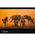 Nástěnný kalendář  Fauna Afriky / Tierwelt Afrika 2019