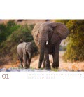 Wandkalender Elefanten - sanfte Riesen 2019