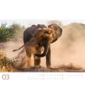 Wandkalender Elefanten - sanfte Riesen 2019