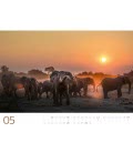 Nástěnný kalendář  Sloni / Elefanten - sanfte Riesen 2019