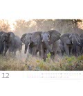 Wall calendar Elefanten - sanfte Riesen 2019