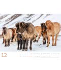 Wall calendar Wilde Pferde 2019