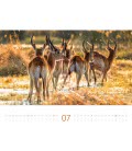 Nástěnný kalendář  Divocí nomádi / Nomaden der Wildnis 2019