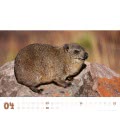 Wall calendar Wombat, Quokka & Co. 2019