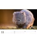 Nástěnný kalendář  Wombat, Quokka & Co. 2019