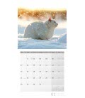 Nástěnný kalendář  Kočky / Katzen 2019